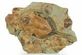 Huge, Megistaspis Trilobite - Fezouata Formation #363264-1